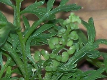 Lepidium didymum (=Coronopus didymus) / Lappolina americana